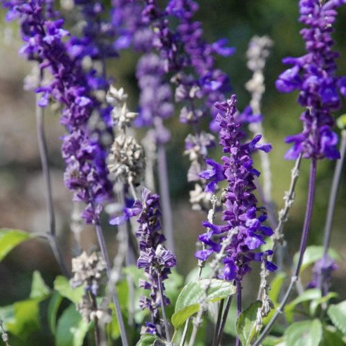 Mealycup sage | Salvia farinacea
