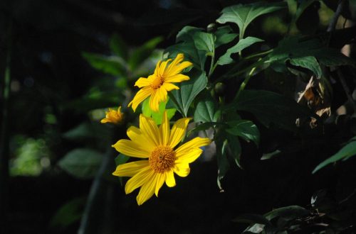 Tithonia diversifolia | Mexican Sunflower