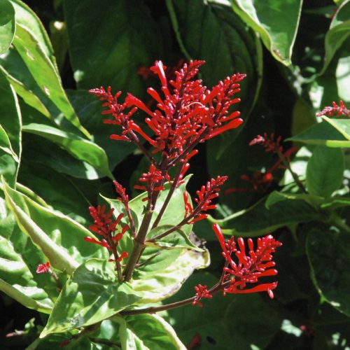 Mottled toothedthread | Odontonema cuspidatum