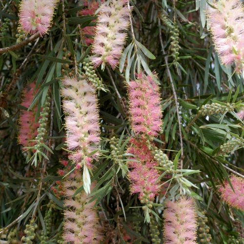 Pink champagne bottlebrush | Callistemon