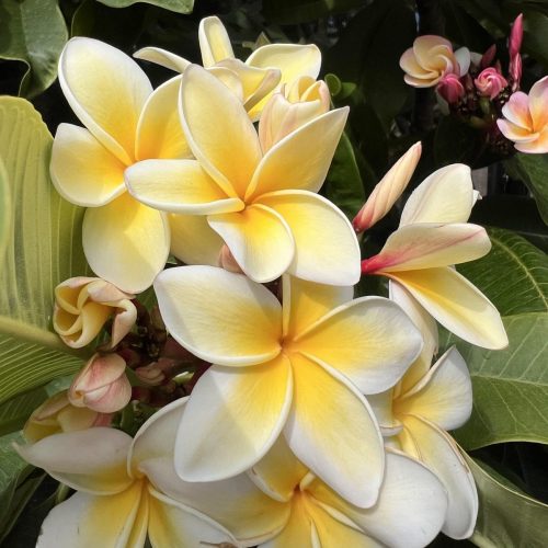 Plumeria | Plumeria rubra 'Celadine'