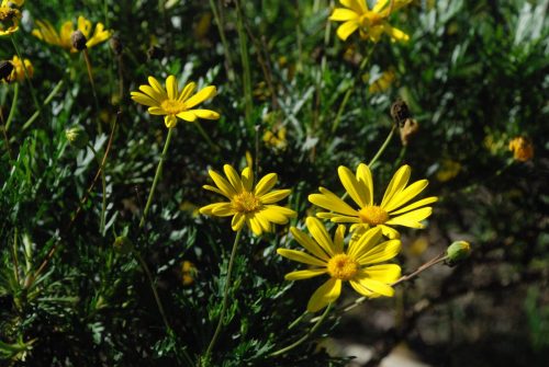 Euryops pectinatus 'Viridis' | Shrub Daisy