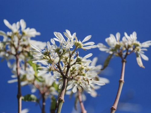 Euphorbia leucocephala | Snowflake Tree