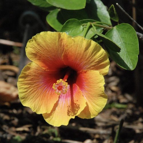Social butterfly | Hibiscus x rosa-sinensis