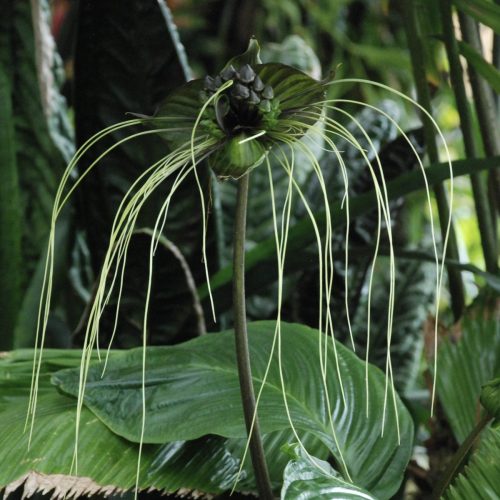 Black bat flower | Tacca chantrieri