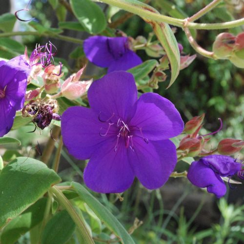 Princess flower | Tibouchina urvilleana