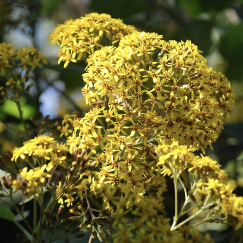 Roldana petasitis | Velvet Groundsel
