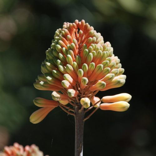 Aloe camperi | Nubian Aloe