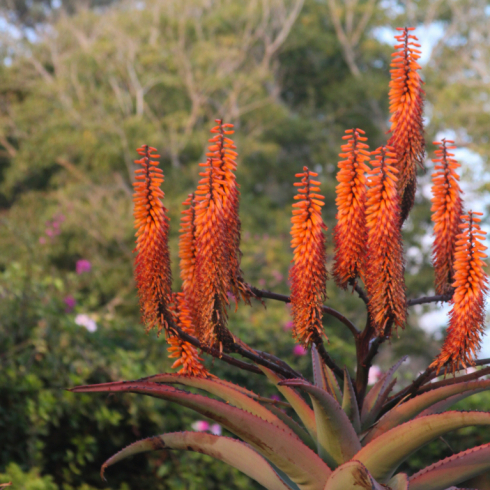 Aloe | Aloe sp.