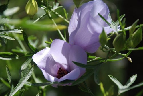 Alyogyne huegelii 'Santa Cruz' | Lilac Hibiscus