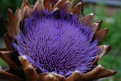 Artichoke | Cynara cardunculus var. scolymus