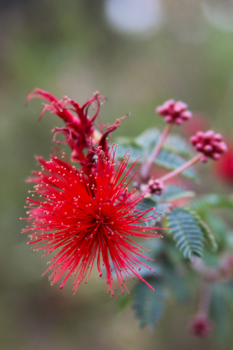 Baja Fairy Duster | Calliandra californica