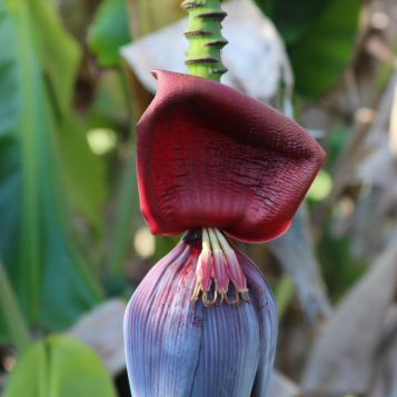 Banana Plant | Musa sp.