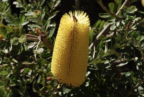 Banksia praemorsa | Cut-leaf Banksia