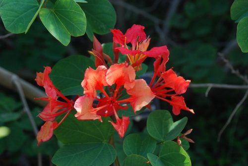 Bauhinia galpinii | Red Orchid Bush
