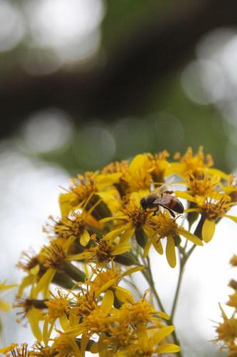 Velvet Groundsel | Roldana patasitis