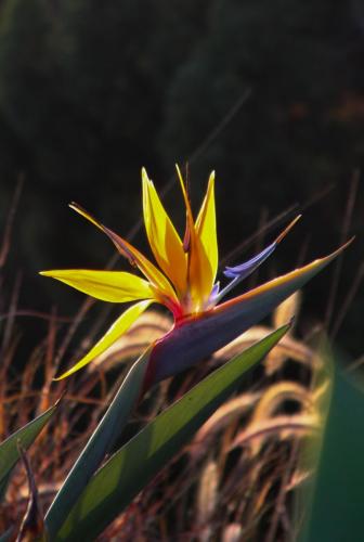 Bird of Paradise | Strelitzia reginae