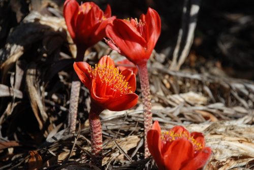 Haemanthus coccineus | Blood lily