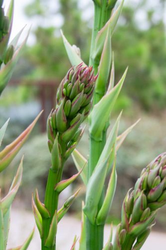 Blue flame | Agave attenuata x Agave shawii