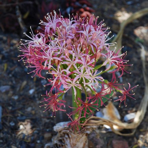Boophone haemanthoides | Namaqua century plant