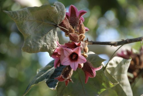 Brachychiton discolor | Pink Flame Tree