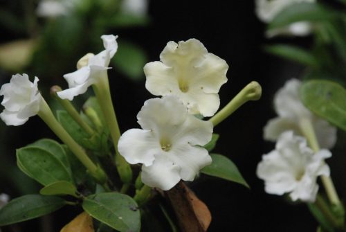 Brunfelsia americana | Lady of the Night