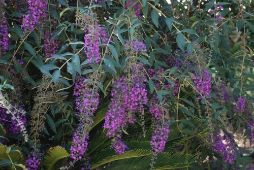 Buddleja sp. | Butterfly bush