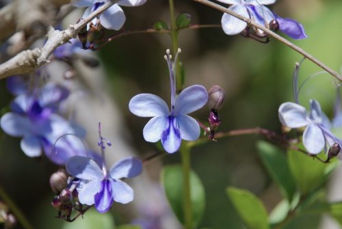 Clerodendrum ugandense | Butterfly Flower