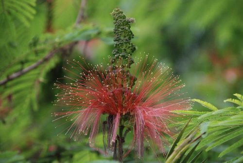 Calliandra houstoniana | Tree Calliandra