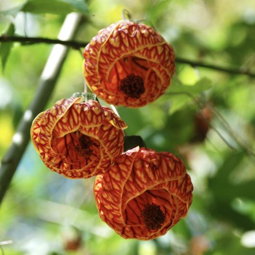 Callianthe picta | Redvein Abutilon