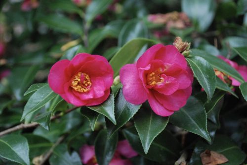 Camellia sasanqua 'Kanjiro' | Kanjiro Camellia