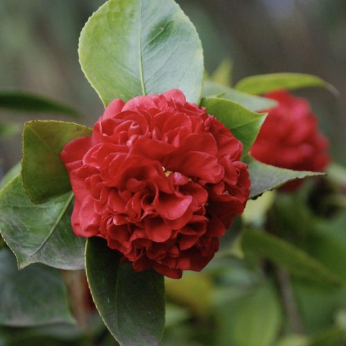 Camellia japonica |  ‘Professor Sargent' camellia