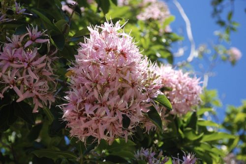 Calodendrum capense | Cape Chestnut