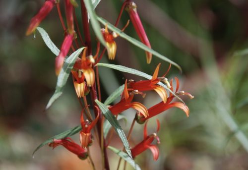 Lobelia laxiflora | Mexican cardinal flower