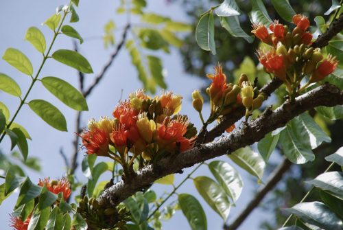 Castanospermum | Moreton Bay Chestnut