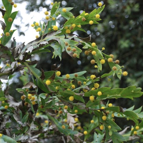 Acacia glaucoptera | Clay wattle