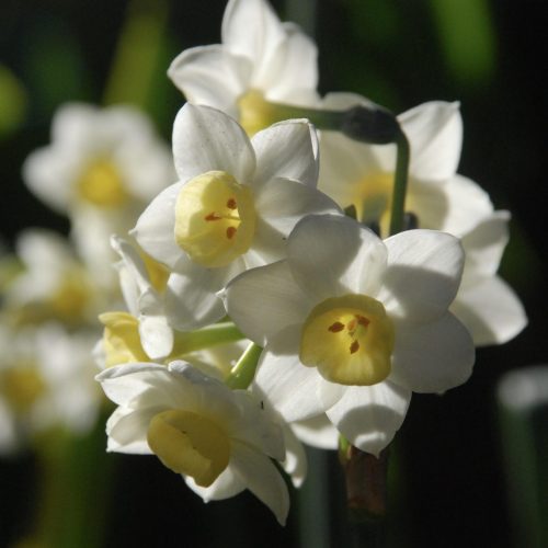 Narcissus tazetta | Daffodil