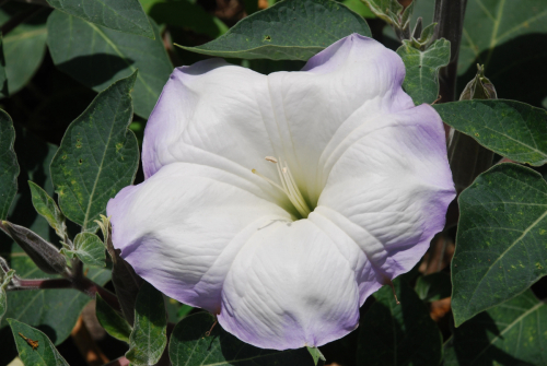 Sacred Datura / Jimsonweed | Datura wrightii
