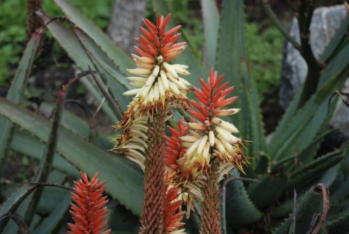 Aloe arborescens x Aloe caesia | David Verity aloe