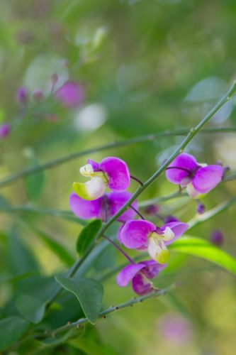 Polygala apopetala | Milkwort