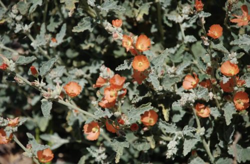 Sphaeralcea ambigua | Desert Mallow