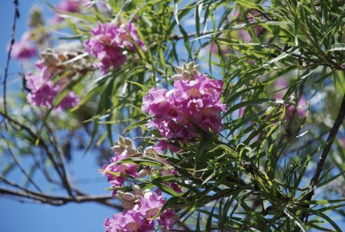 Chilopsis lineraris 'Bubba' | Desert Willow