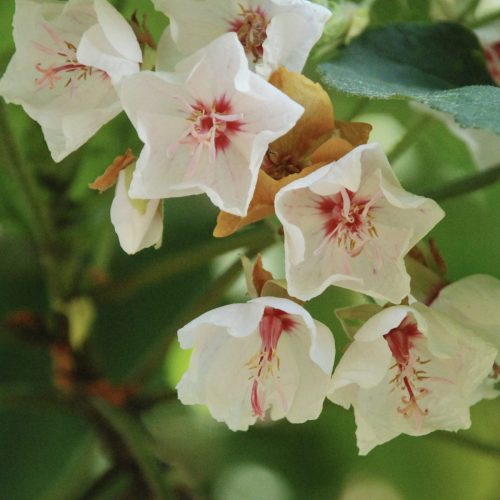Dombeya burgessiae | Tropical Hydrangea