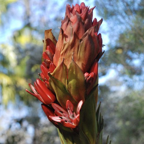 Doryanthes palmeri | Giant Spear Lily