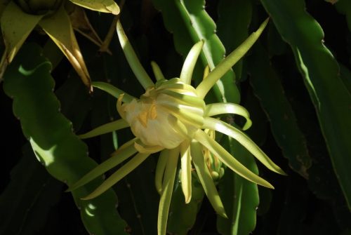 Selenicereus undatus | Dragonfruit
