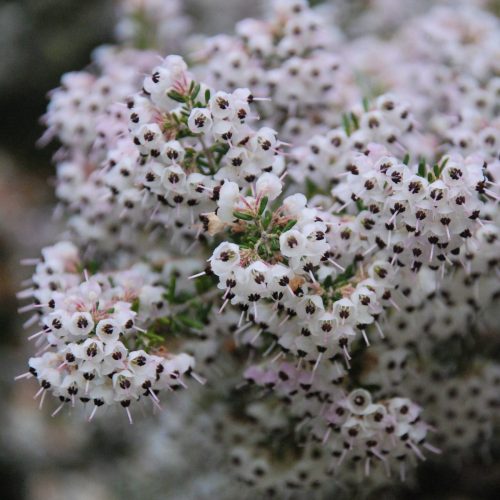 Tree Heather | Erica arborea