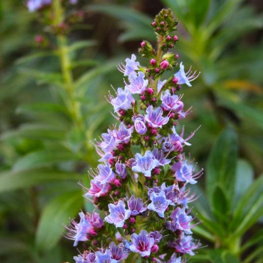 Pride of Madeira | Echium candicans