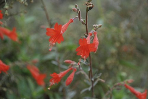 Epilobium canum | California Fuchsia