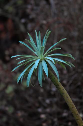 Tree Euphorbia | Euphorbia lambii