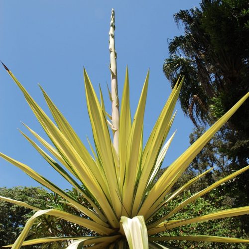 Furcraea foetida | Variegated Furcraea